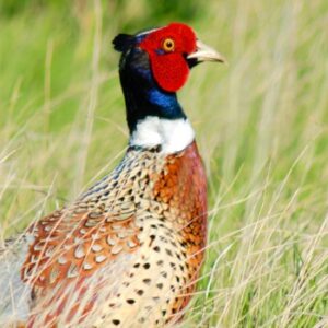 Raising Upland Birds