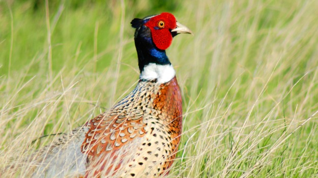 upland bird