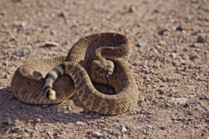 rattlesnake