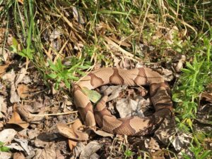 copperhead snake