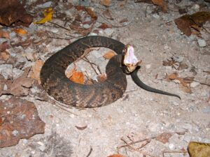 cottonmouth snake