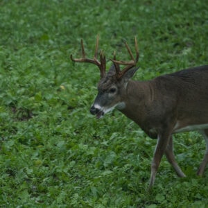 Brassica Food Plot Seed Basics