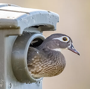 Wood Duck Box Maintenance