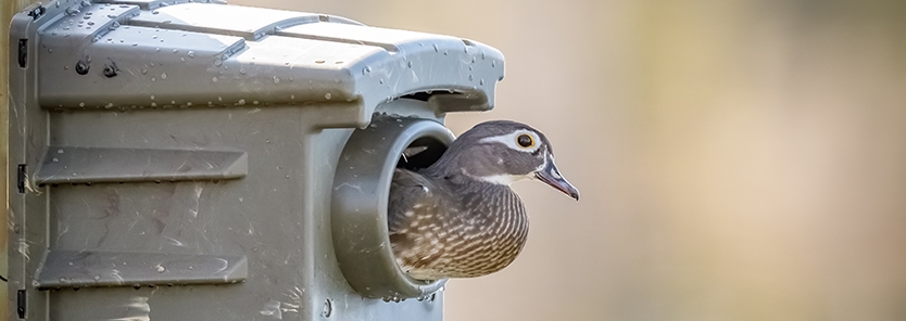 wood_duck_box_maintenance