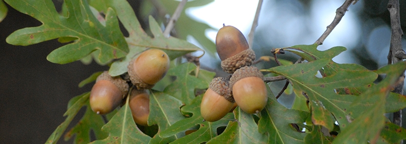 Identifying trees