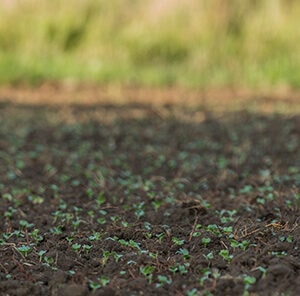 How to Improve Soil Quality in your Food Plot