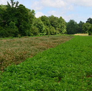 Advanaced Food Plot Planting Tactics