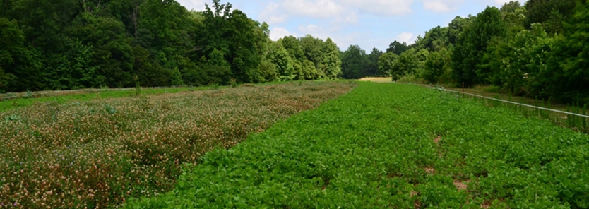 food-plot-planting-tactics