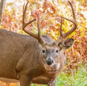 Understanding Air-Currents For Hunting Success