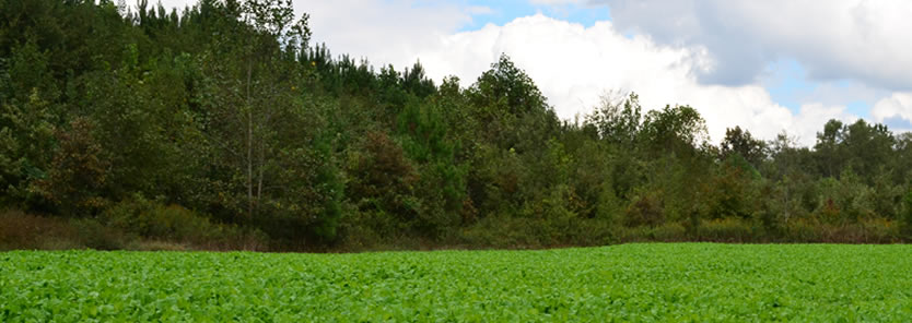 Feeding Food Plots