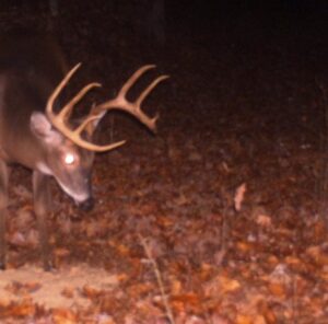 How To Capture Late Season Bucks On Camera