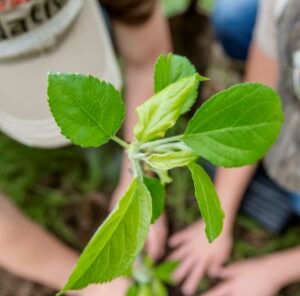 5 Tips for Controlling Weeds Around Seedlings