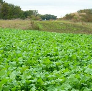 Overlooked Benefits of Planting Brassicas