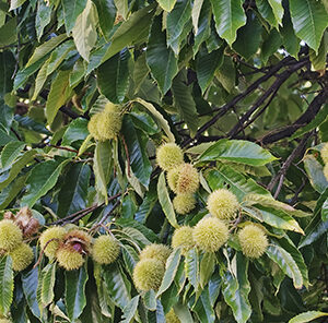 Nativ Nurseries Blight Resistant American Chestnut Hybrid