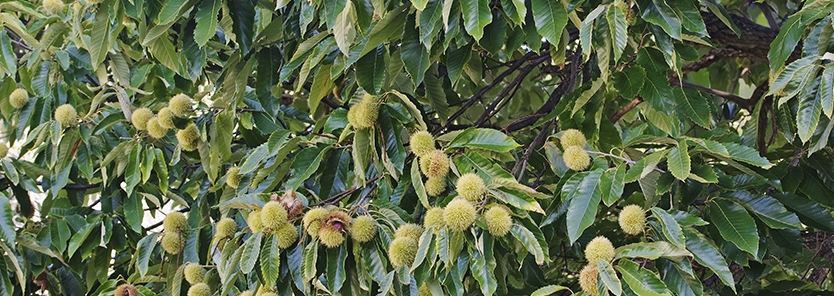 Blight Resistant American Chestnut