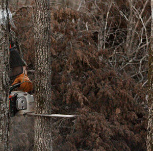 Hinge  Cutting Trees : Creating Edge Cover in Food Plots