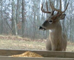 Food Plots & Feeders. Use Both to Ensure A Steady Food Source