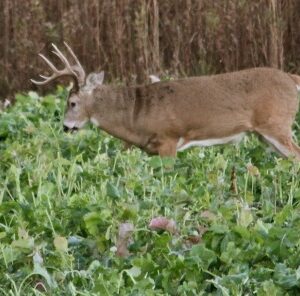 Why Late Season Brassicas are Effective