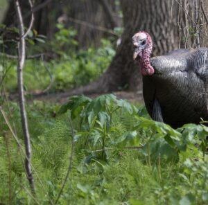 Holding Wild Turkeys: The Missing Link