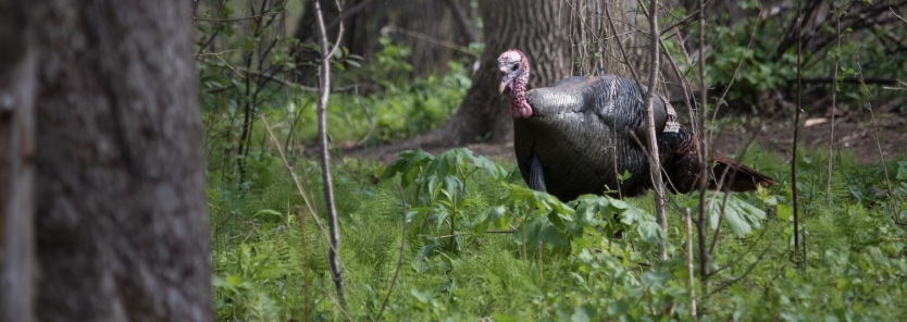 Holding Wild Turkeys