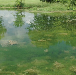 Applying Pond Fertilizer Tips