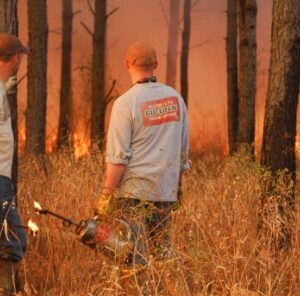 Prescribed Burns: Attract more game animals