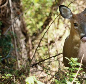 Piebald Whitetail Deer: One In Thirty Thousand