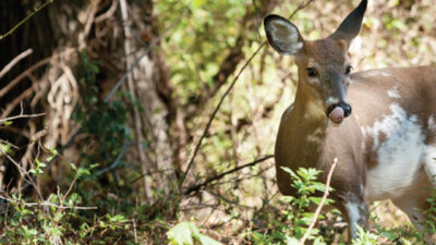 piebald whitetail deer