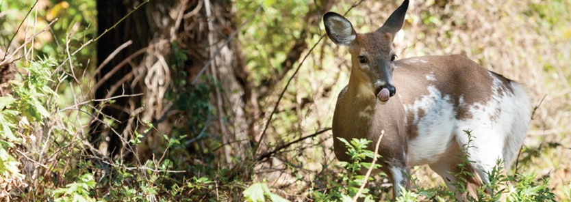 piebald whitetail deer