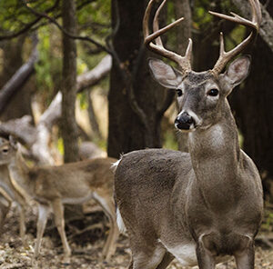 Buck to Doe Ratio: Understanding the Balance