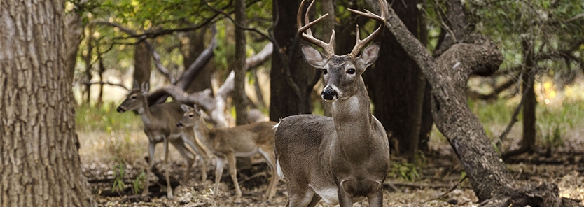 ideal buck to doe ratio