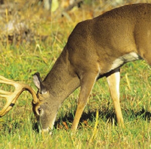 Planting No Till Food Plots