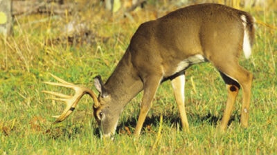 planting-no-till-food-plots