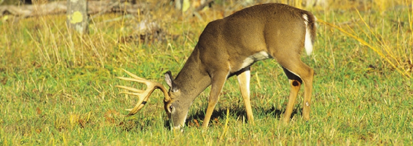 planting-no-till-food-plots