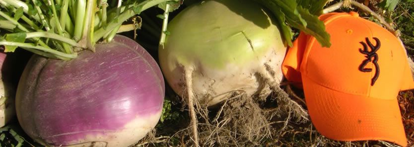 biologic winter bulbs & sugar beets