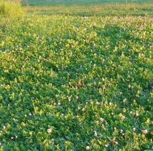 Thistle Eradication