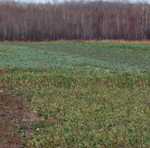 Food Plots. Variety = All Season Usage