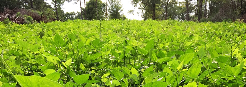 Spring Food Plots