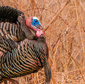 Game Bird Food Plots and Habitat Plantings