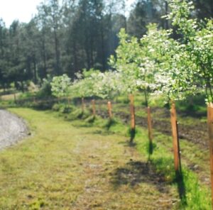 Tips to get your new seedlings through the Summer