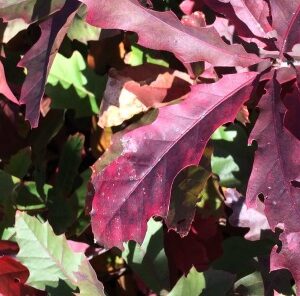 New Red Oak Hybrid from Mossy Oak Nativ Nurseries