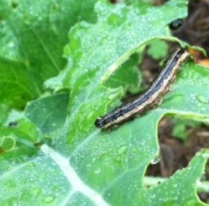 Army Worm Life Cycle