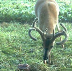 Whitetail Mineral Site Establishment 101