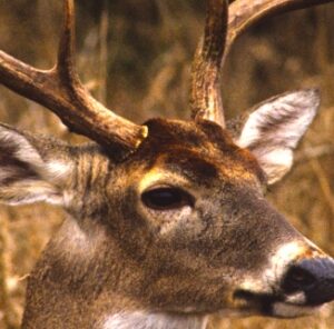 5 Quick Tips for Killing Mature Bucks