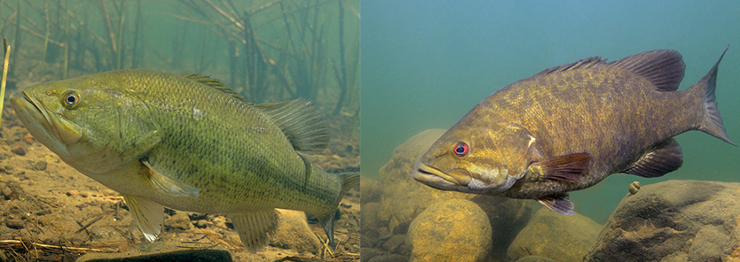 largemouth and smallmouth bass