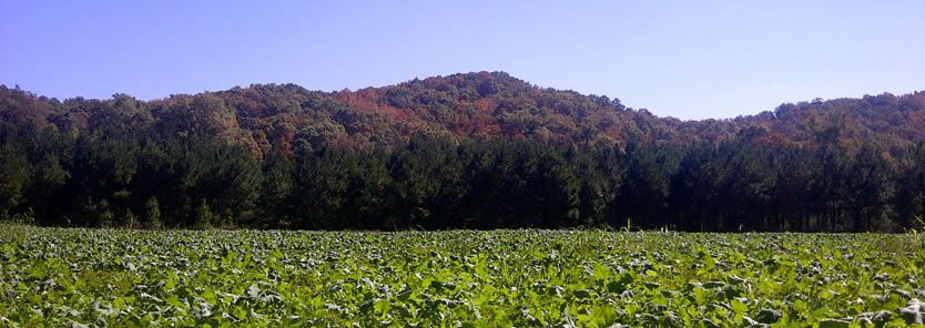 Food Plot Planning Quick Tip