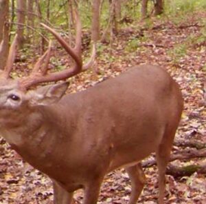 Trail Cam Location Strategies: Monitoring Your Bucks