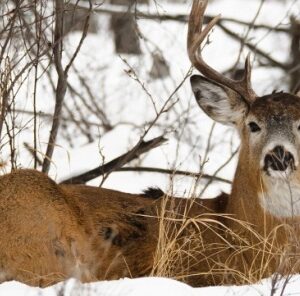 Late Season Hunting Tactics: Herd Status