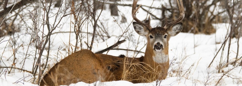 Late Season Hunting Tactics