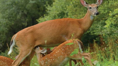 when-deer-have-fawns